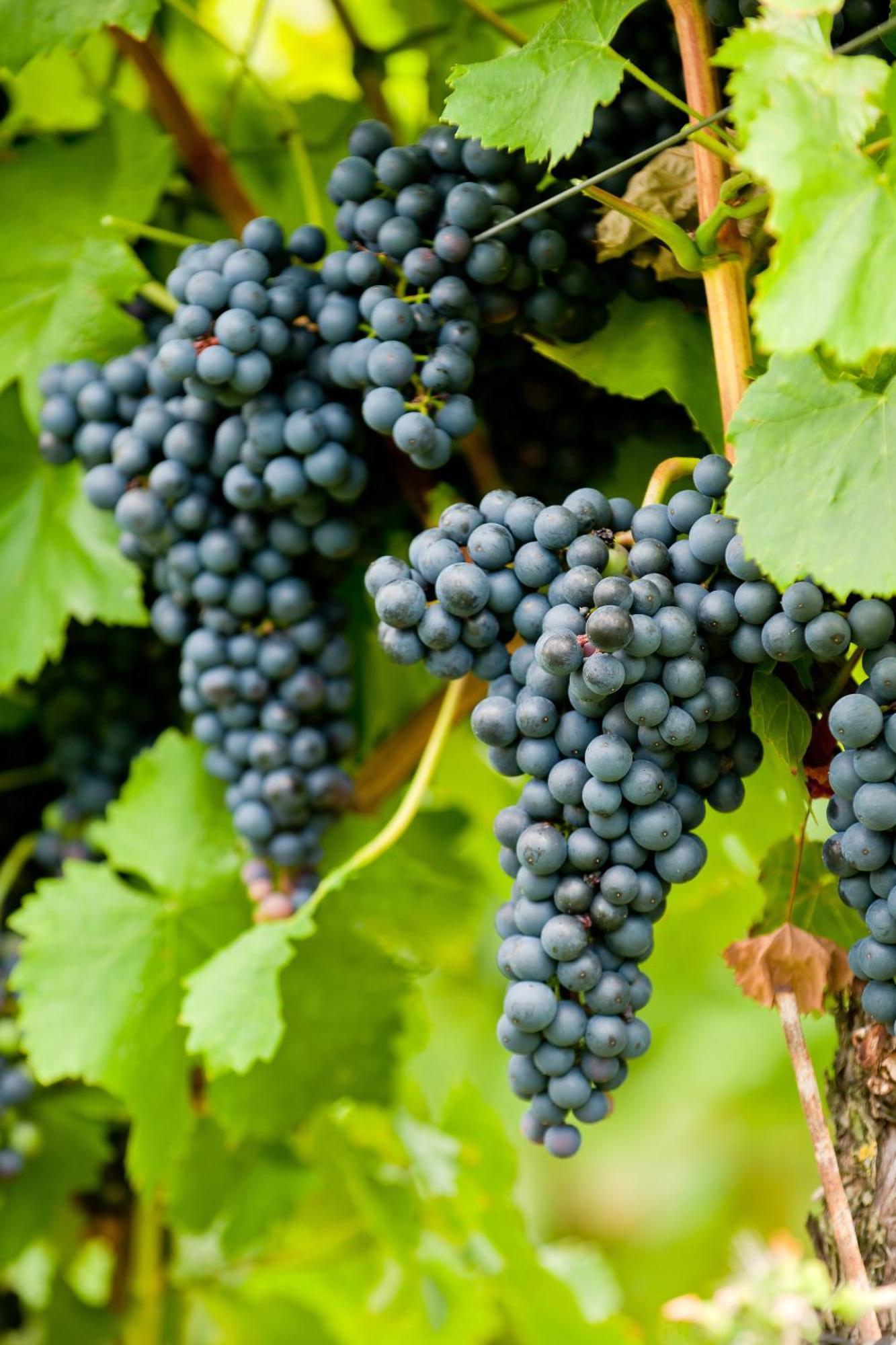 Wein- Und Sektgut Markus Hensler Briedel Exterior foto